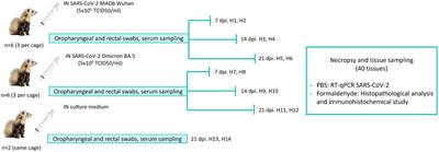 Comparative SARS-CoV-2 Omicron BA.5 variant and D614G-Wuhan strain infections in ferrets: insights into attenuation and disease progression during subclinical to mild COVID-19